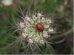 Seven-spotted Lady Beetle