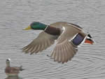 Flying Mallard