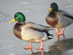 Mallards