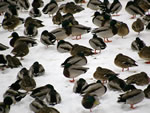 Mallards