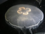 Moon Jelly