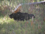 Bull Moose