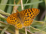 Mormon Fritillary