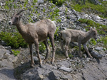 Mother and Lamb