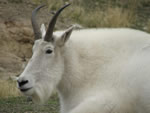Mountain Goat