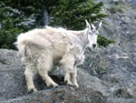 Mountain Goat