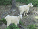Mountain Goats