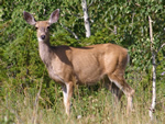 Mule Deer