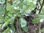 Nesting Robin
