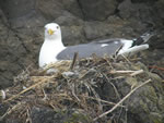 Nesting Gull