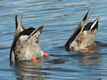 Northern Pintails