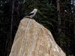 Clark's Nutcracker
