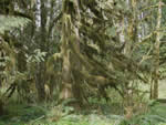 Lichen Covered Forest