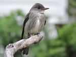 Olive-sided Flycatcher