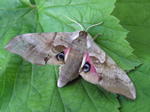 One-eyed Sphinx Moth