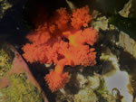 Orange Sea Cucumber