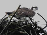 Osprey