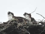 Ospreys