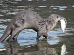 Otter and its Lunch