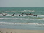 Brown Pelicans