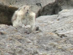 Pika