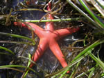 Pink Sea Star