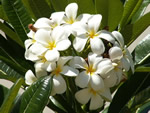 Plumeria