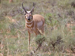 Pronghorn