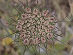 Queen Anne's Lace