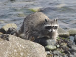 Raccoon