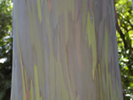 Rainbow Eucalyptus