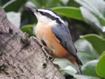 Red-breasted Nuthatch