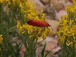 Mystery Insect