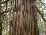 Red Cedar