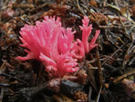 Red Coral Mushroom