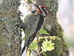Red-napped Sapsucker 