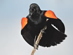 Red-winged Blackbird