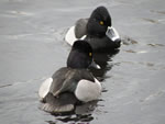 Ring-necked Ducks