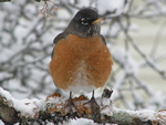 American Robin