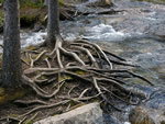 Stretching Roots