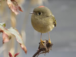 Ruby-crowned Kinglet