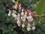 Salal