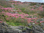 Sea Blush