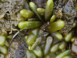 Sea Sacs