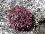 Purple Sea Urchin