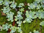 Sedums and Mosses