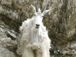 Shaggy Goat