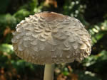 Shaggy Parasol Mushroom
