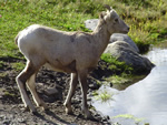 Bighorn Sheep