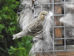 Pine Siskin